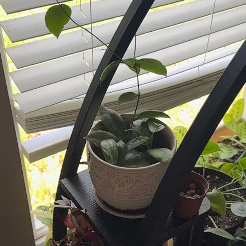 Photo of the plant species Hoya purpureofusca by @ExpertAraceae51 named Kobe on Greg, the plant care app