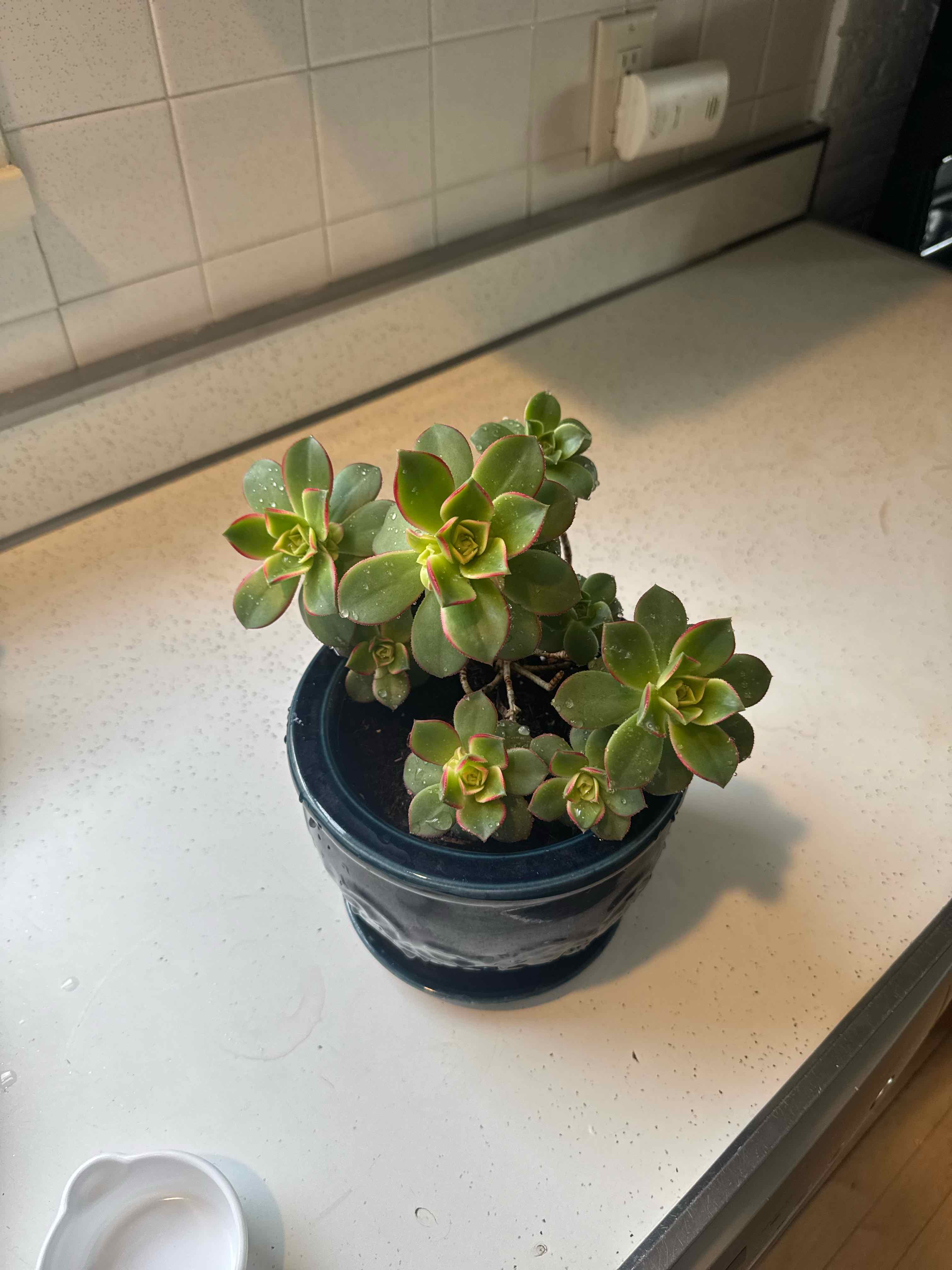 Photo of the plant species Kiwi Aeonium by @KeanusLeaves named Ellie’s Aeonium on Greg, the plant care app