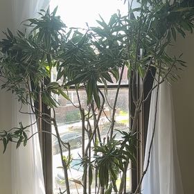 Photo of the plant species Dracaena reflexa var brevituba by @KeanusLeaves named Mr Tree on Greg, the plant care app