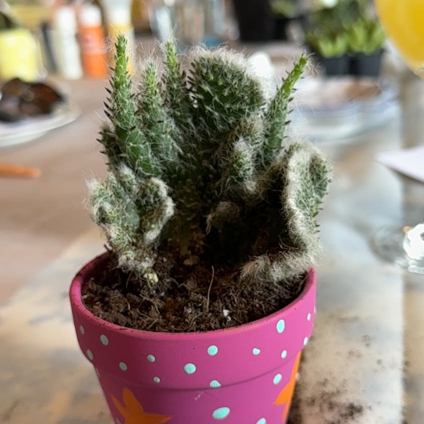 Photo of the plant species Roller Coaster Cactus by @FabNikkofir65 named Delilah on Greg, the plant care app