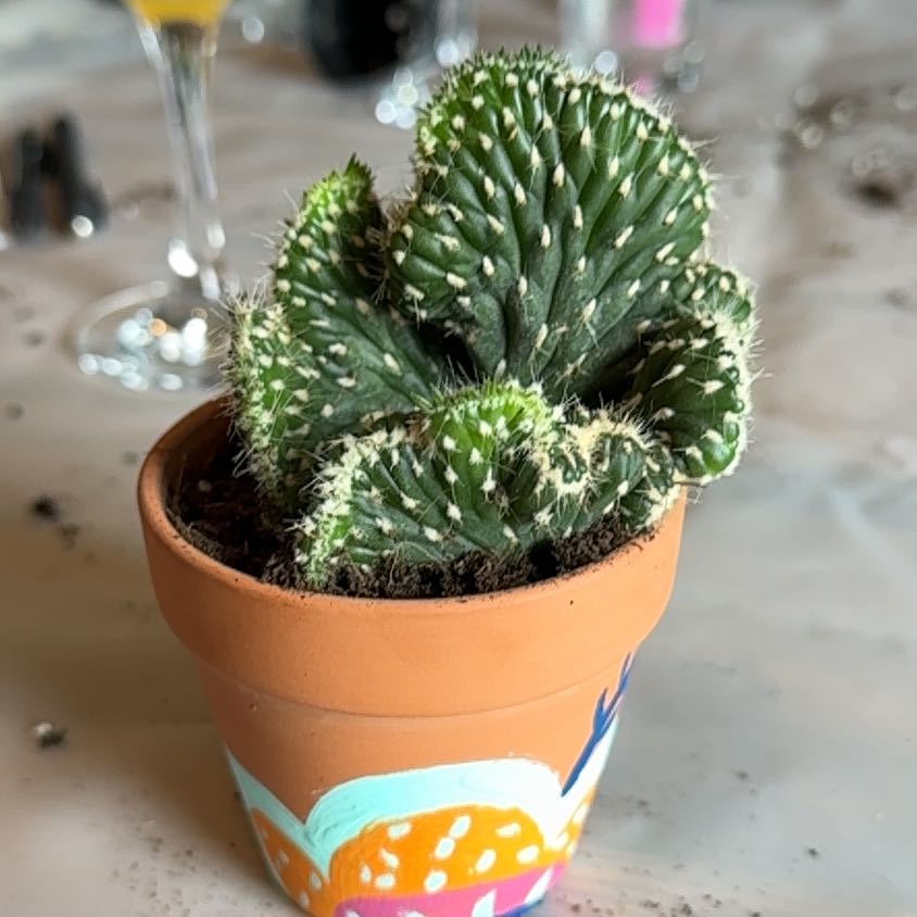 Photo of the plant species Opuntia Cylindrica Crest by @HotMint47 named Rosa on Greg, the plant care app
