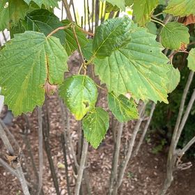 Photo of the plant species Arrowwood Viburnum by @SilkenSalal69 named Xena on Greg, the plant care app