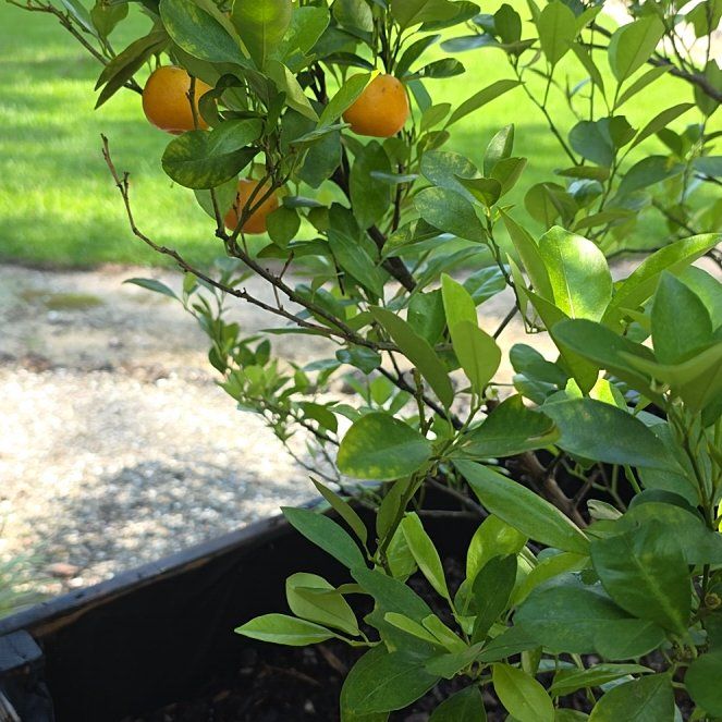 Photo of the plant species Sour Orange by @ThePlantDeity named Marilyn on Greg, the plant care app