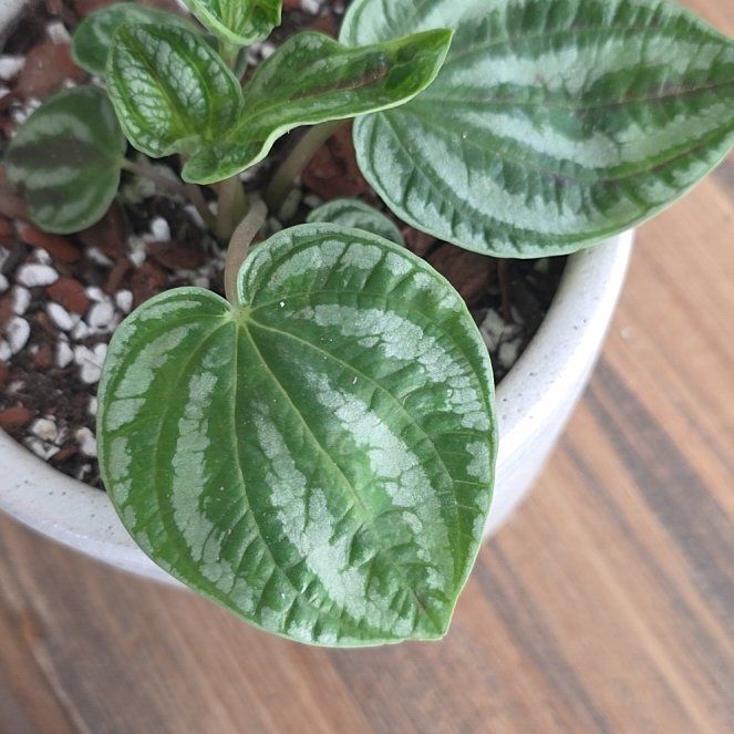 Photo of the plant species Peperomia 'Dragon Skin' by @ThePlantDeity named Rihanna on Greg, the plant care app