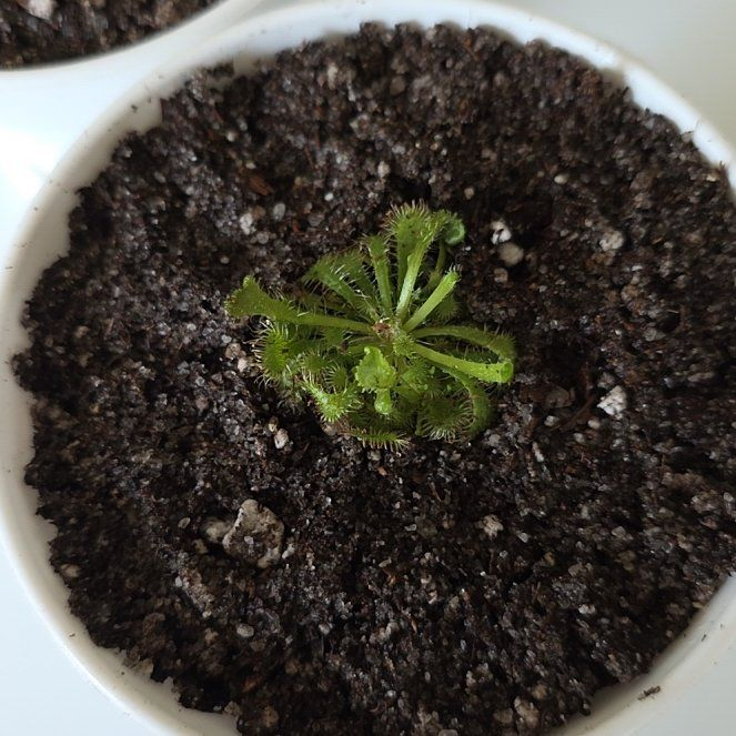 Photo of the plant species Australian Sundew by @ThePlantDeity named Coco on Greg, the plant care app