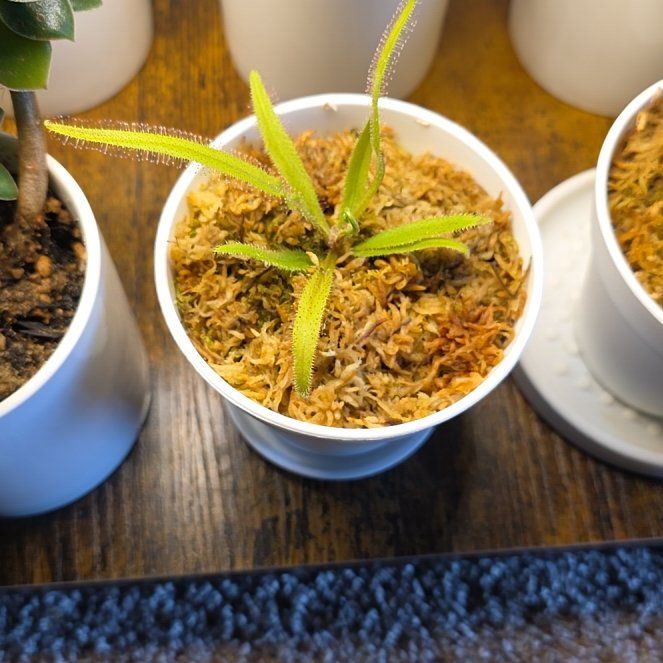 Photo of the plant species Lance-leaved Sundew by @ThePlantDeity named Curie on Greg, the plant care app