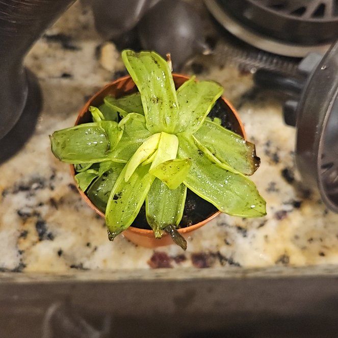 Photo of the plant species Small Butterwort by @FitPeacelily26 named Harry on Greg, the plant care app