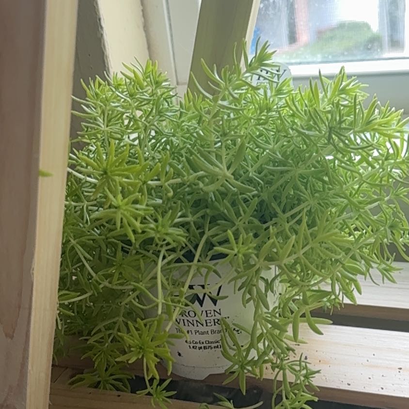Photo of the plant species Lemon Coral Sedum by @PluckyJavafern named Osmo on Greg, the plant care app