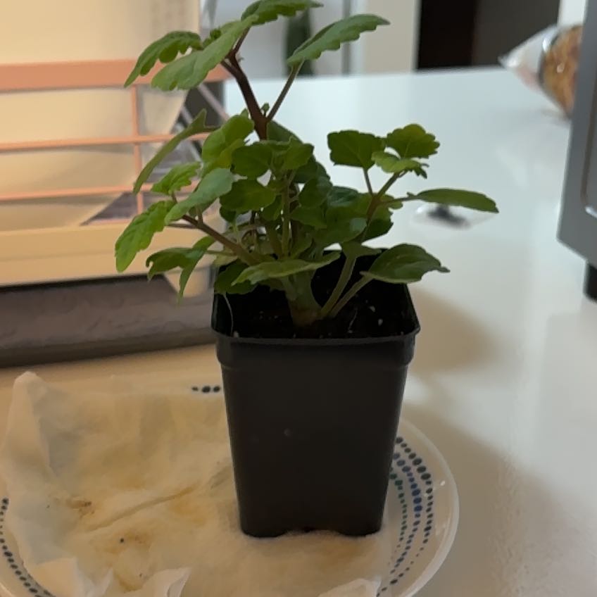 Photo of the plant species Bonsai Mint by @HomelyMaypop13 named Plant A on Greg, the plant care app