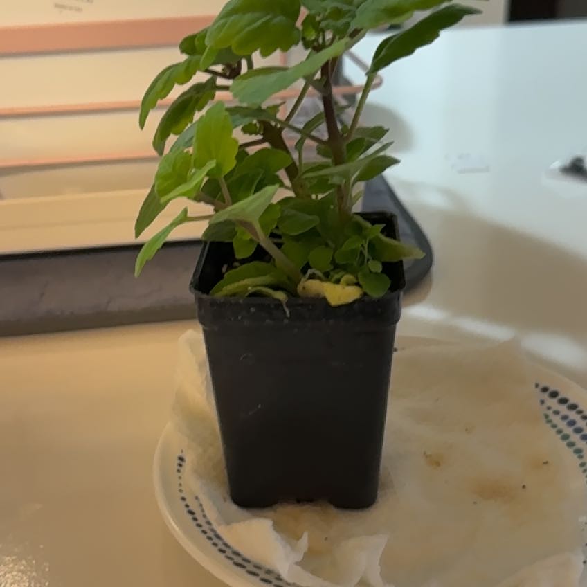 Photo of the plant species Bonsai Mint by @HomelyMaypop13 named Nithin on Greg, the plant care app