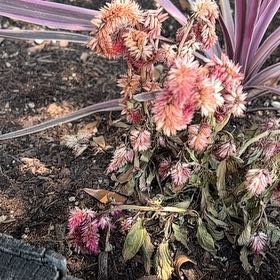 Photo of the plant species Celosia 'Atomic Violet' by @DapperZelkova14 named Kesha on Greg, the plant care app
