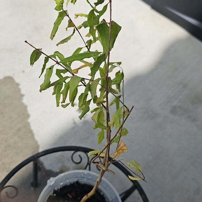 Photo of the plant species Dwarf Pomegranate by @SugarGinseng71 named Plato on Greg, the plant care app