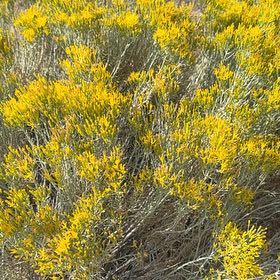 Photo of the plant species Spanish Broom by @Hollywood named Emerson on Greg, the plant care app