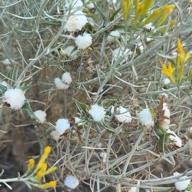 Photo of the plant species Mediterranean Strawflower by @Hollywood named Harper on Greg, the plant care app