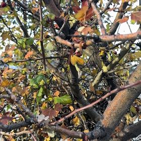 Photo of the plant species Oregon Crabapple by @Hollywood named LiloStitch on Greg, the plant care app