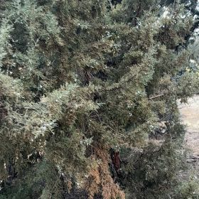 Photo of the plant species Rock Juniper by @Hollywood named Anne on Greg, the plant care app