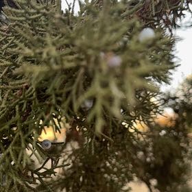 Photo of the plant species Juniper Mistletoe by @Hollywood named Taylor Swift on Greg, the plant care app