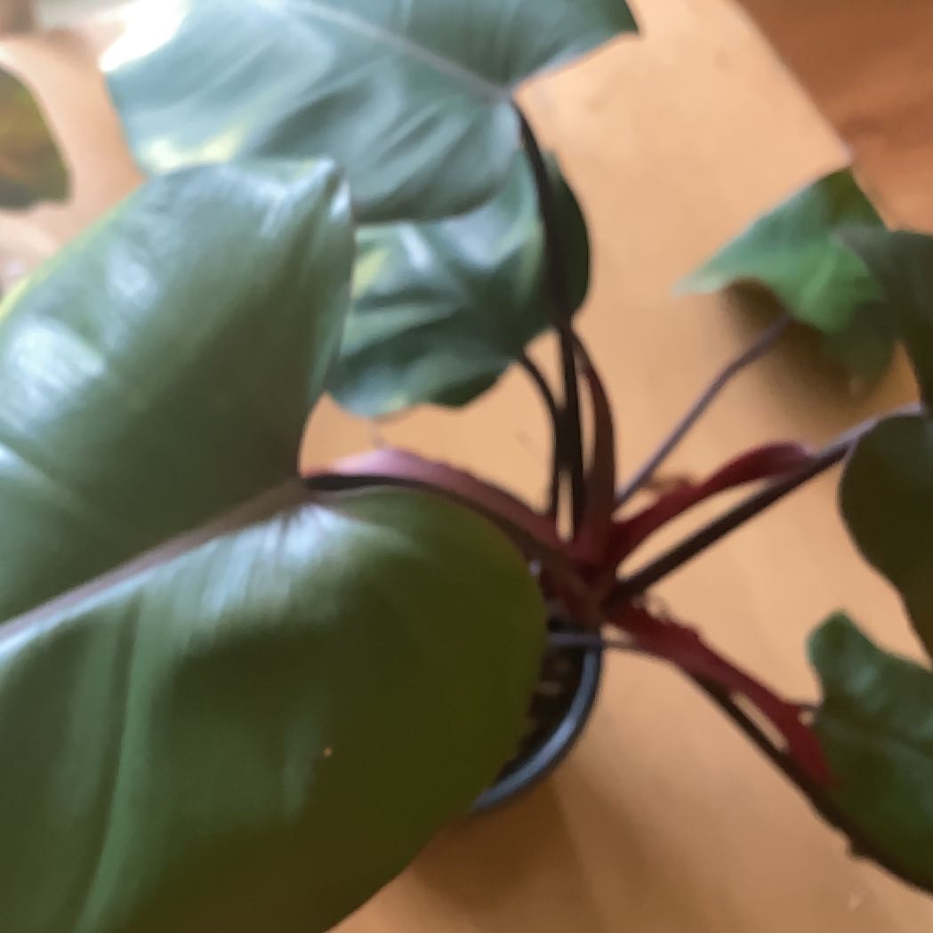 Photo of the plant species Bloody Mary Philodendron by @HipLilac56 named Vecna on Greg, the plant care app