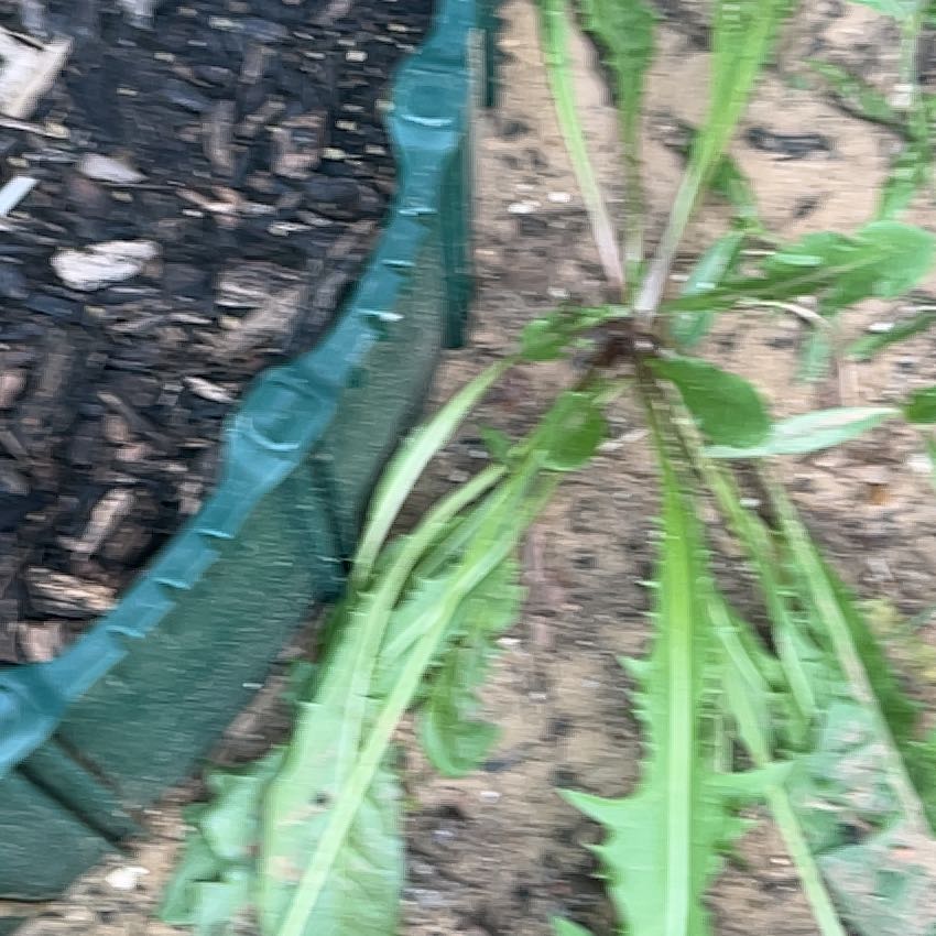 Photo of the plant species American Knotweed by @YesCopperrose81 named Nithin on Greg, the plant care app