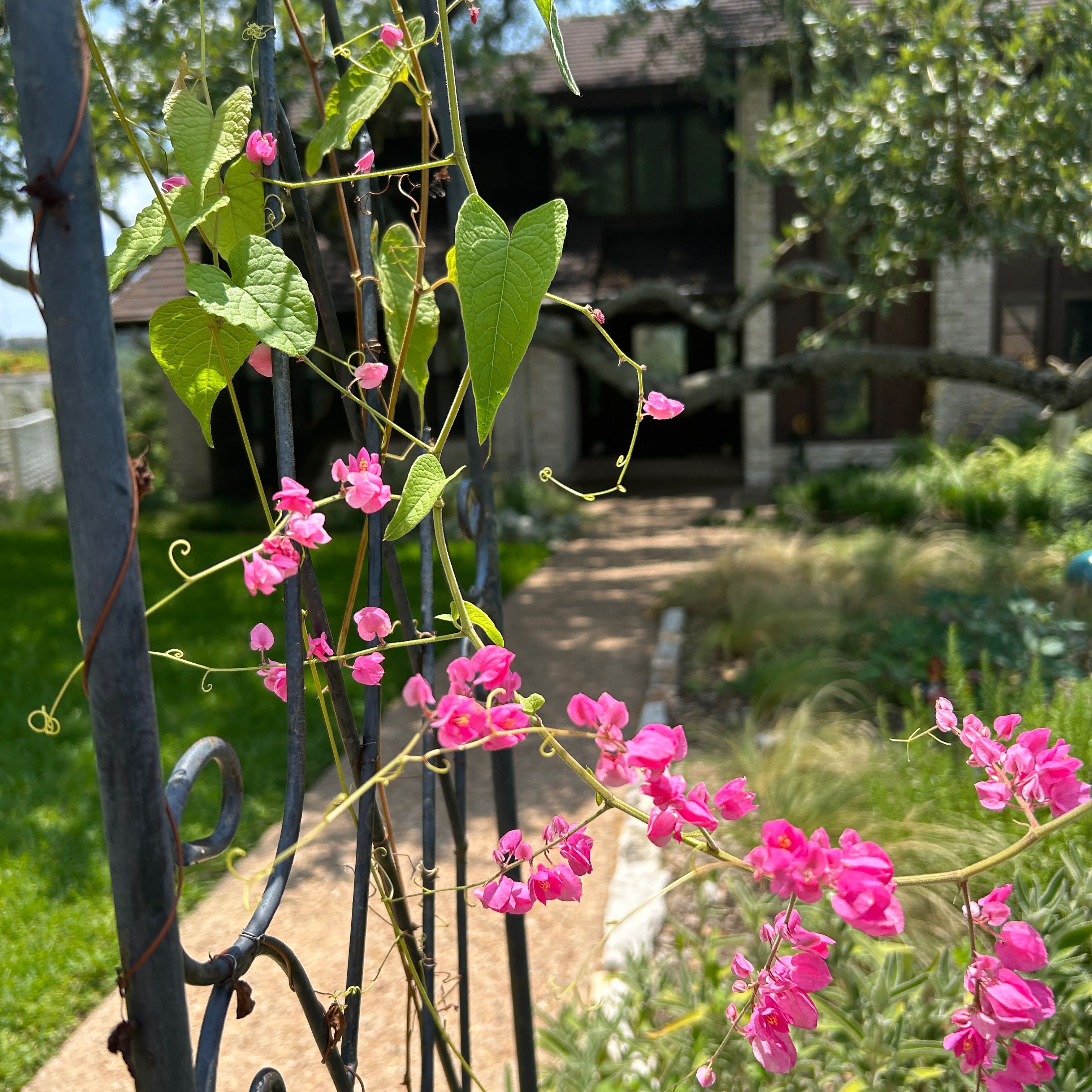 Photo of the plant species Coral Vine by @RichAlula55 named Mochi on Greg, the plant care app