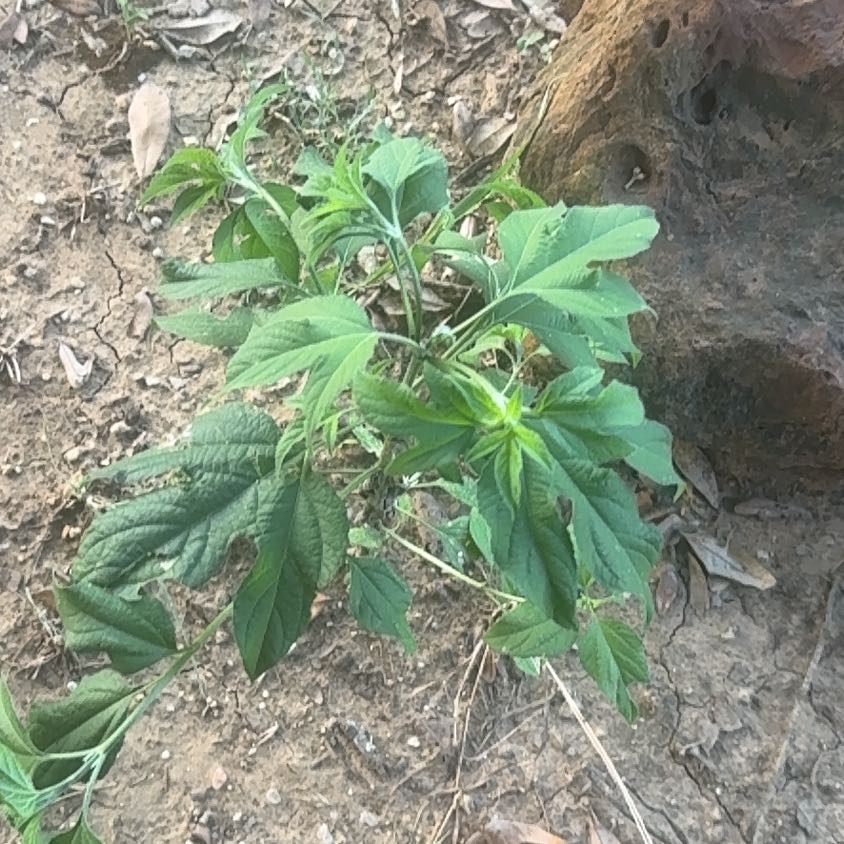 Photo of the plant species Giant Ragweed by @PrizeBluesage49 named Gomez on Greg, the plant care app