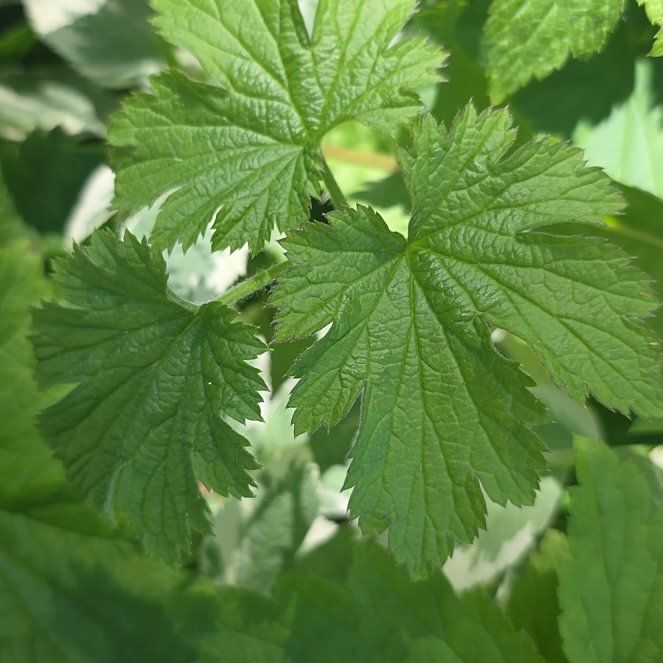 Photo of the plant species Black Currant by @FitSpicebush94 named Ulysses S Plant on Greg, the plant care app