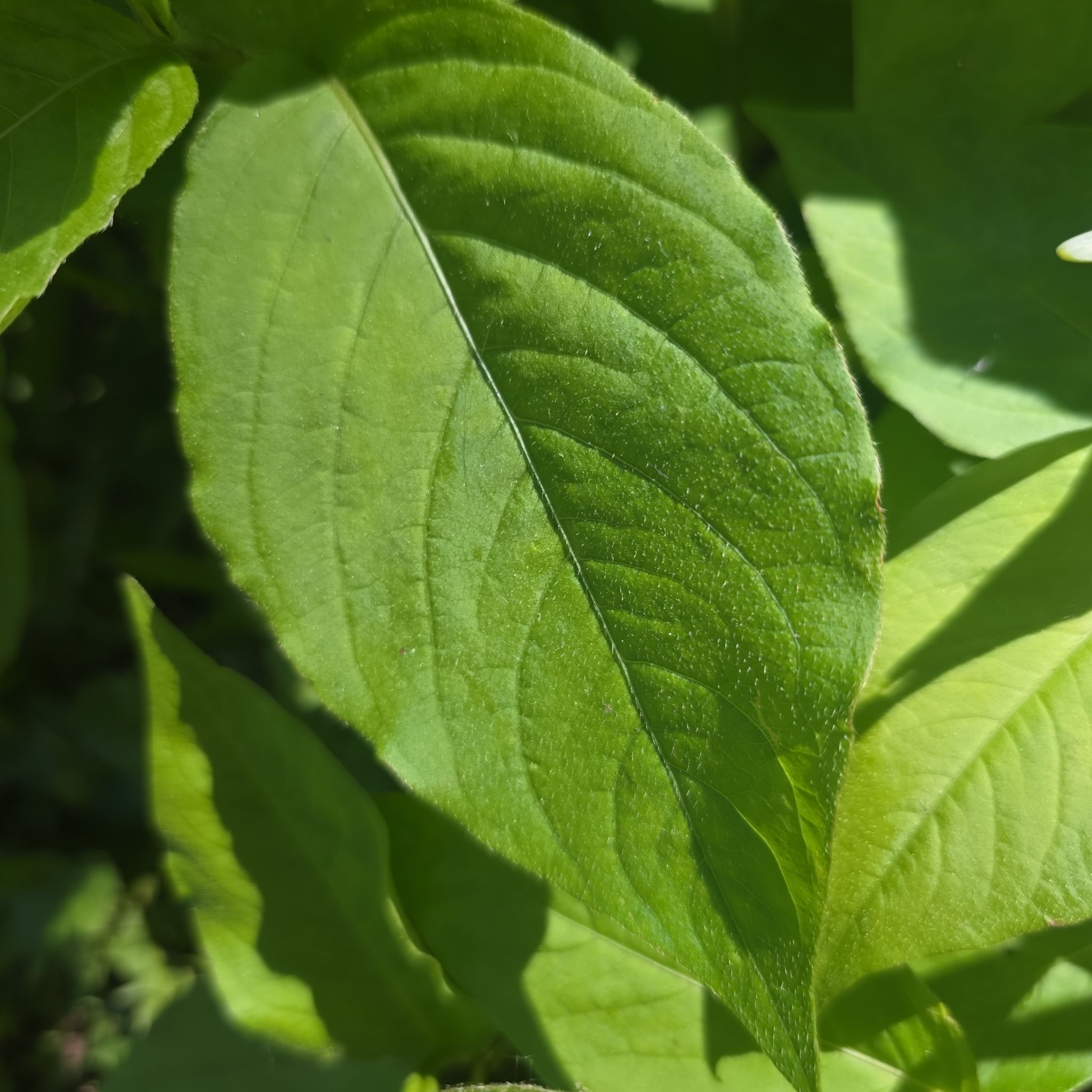 Photo of the plant species Virginia Knotweed by @FitSpicebush94 named Drake on Greg, the plant care app