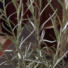 Photo of the plant species Italian Strawflower by @BonusCoriander named Curie on Greg, the plant care app