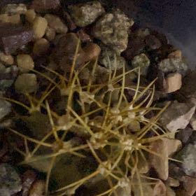 Photo of the plant species Fishhook Cactus by @DurablePuka90 named Homer on Greg, the plant care app