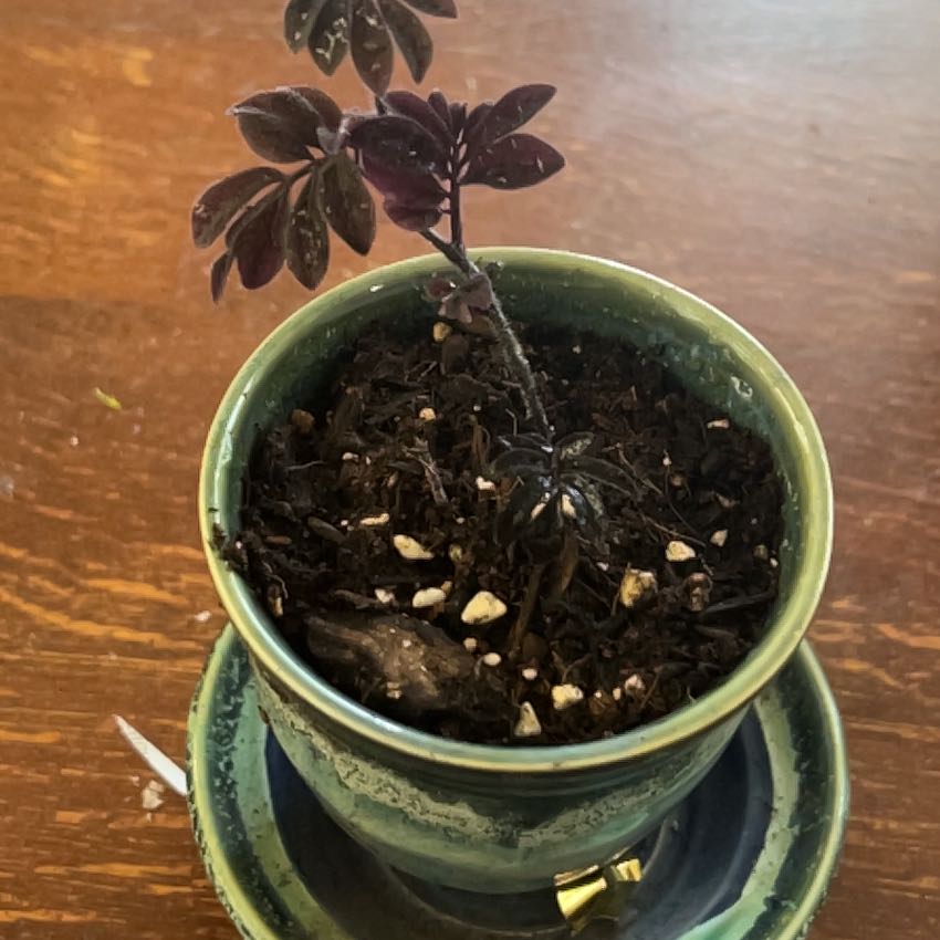Photo of the plant species Solanum uleanum by @SportLithops named Gobi on Greg, the plant care app