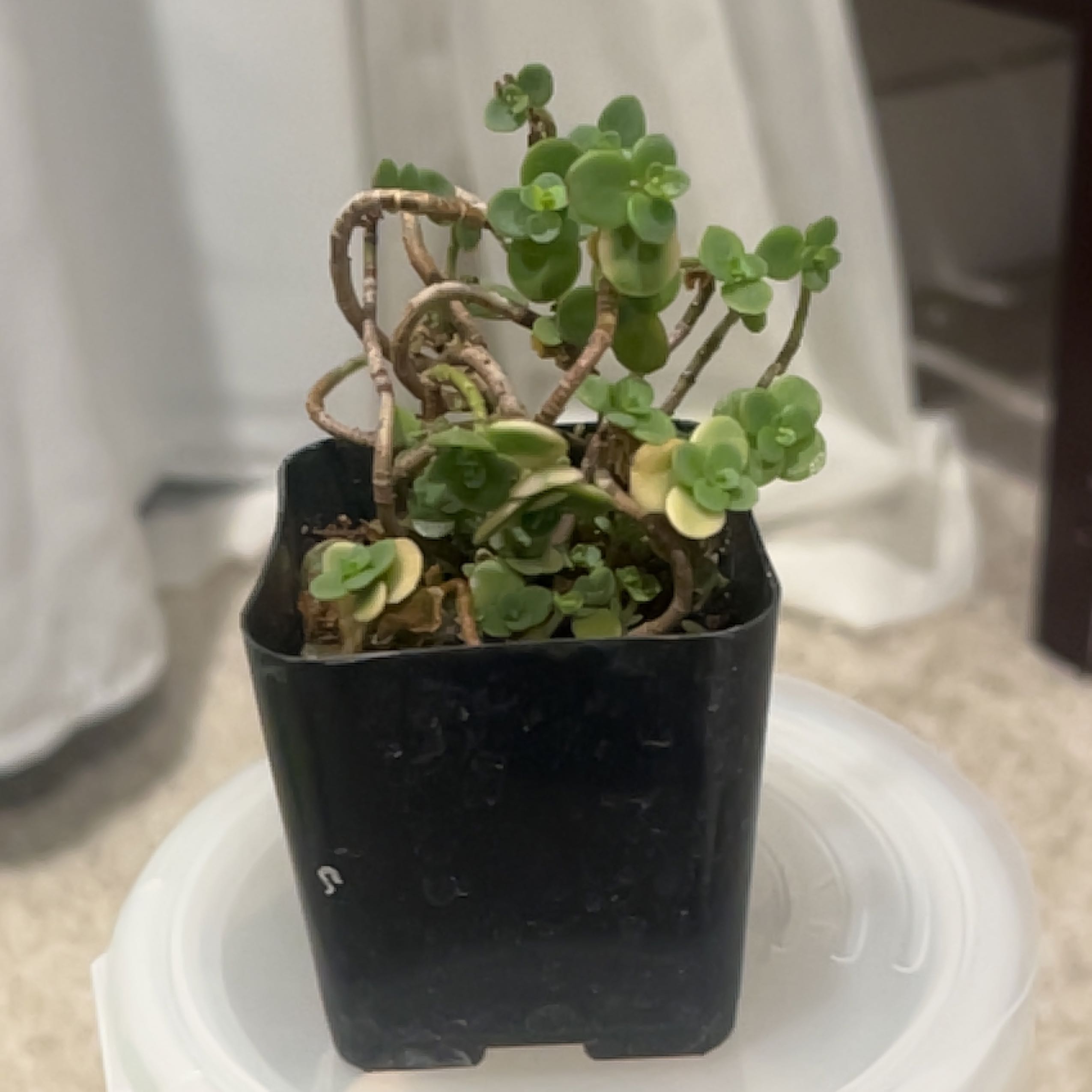 Photo of the plant species Sedum Lime Twister by @NewBlueelf55 named Beyonce on Greg, the plant care app