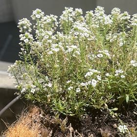Photo of the plant species Sweet Alyssum by @LadyBrooklime18 named Lebron on Greg, the plant care app
