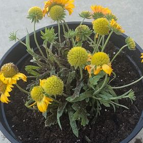 Photo of the plant species Sneezeweed by @HomelyTarbush99 named Wall-E on Greg, the plant care app