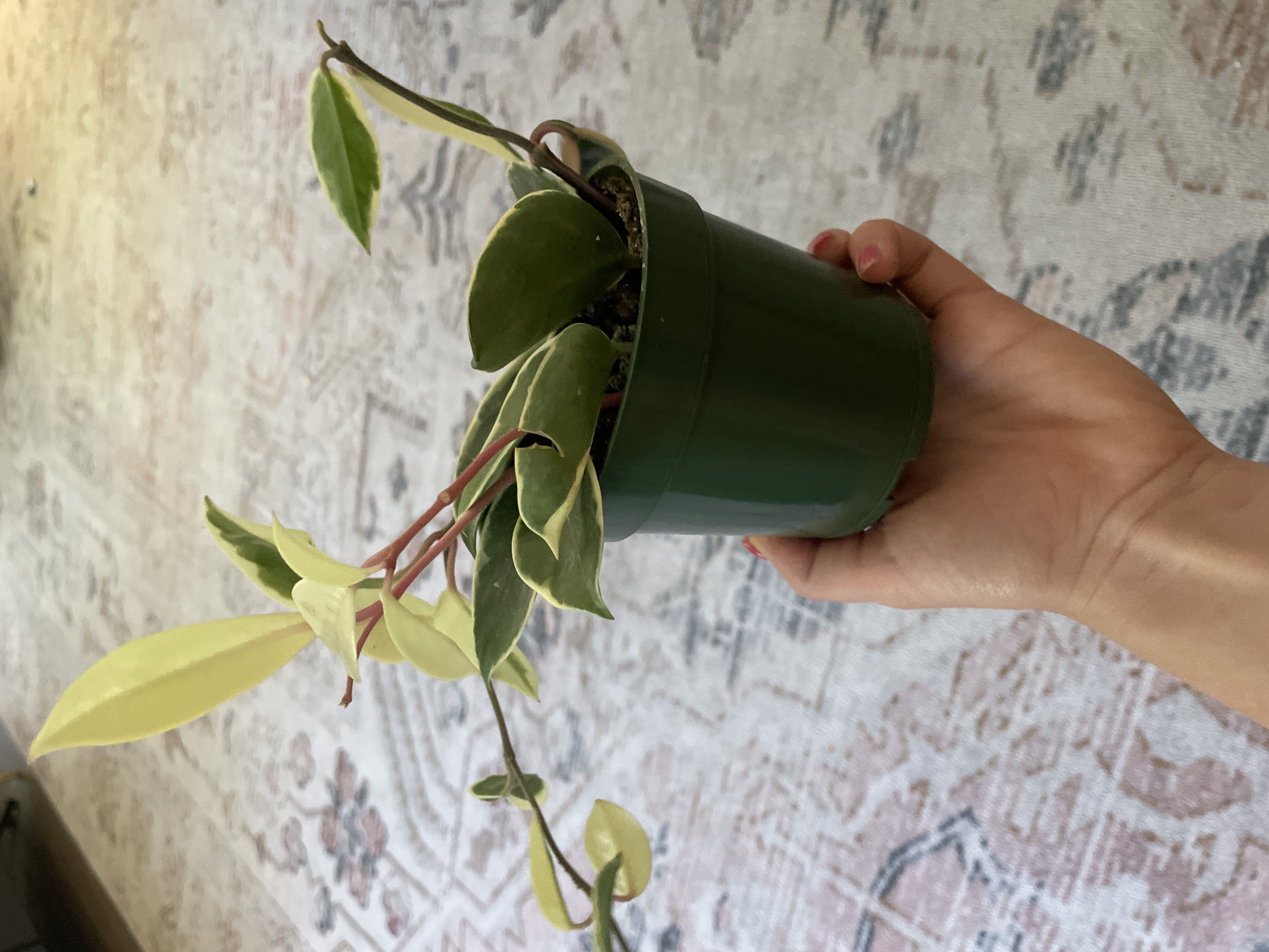 Photo from the post
