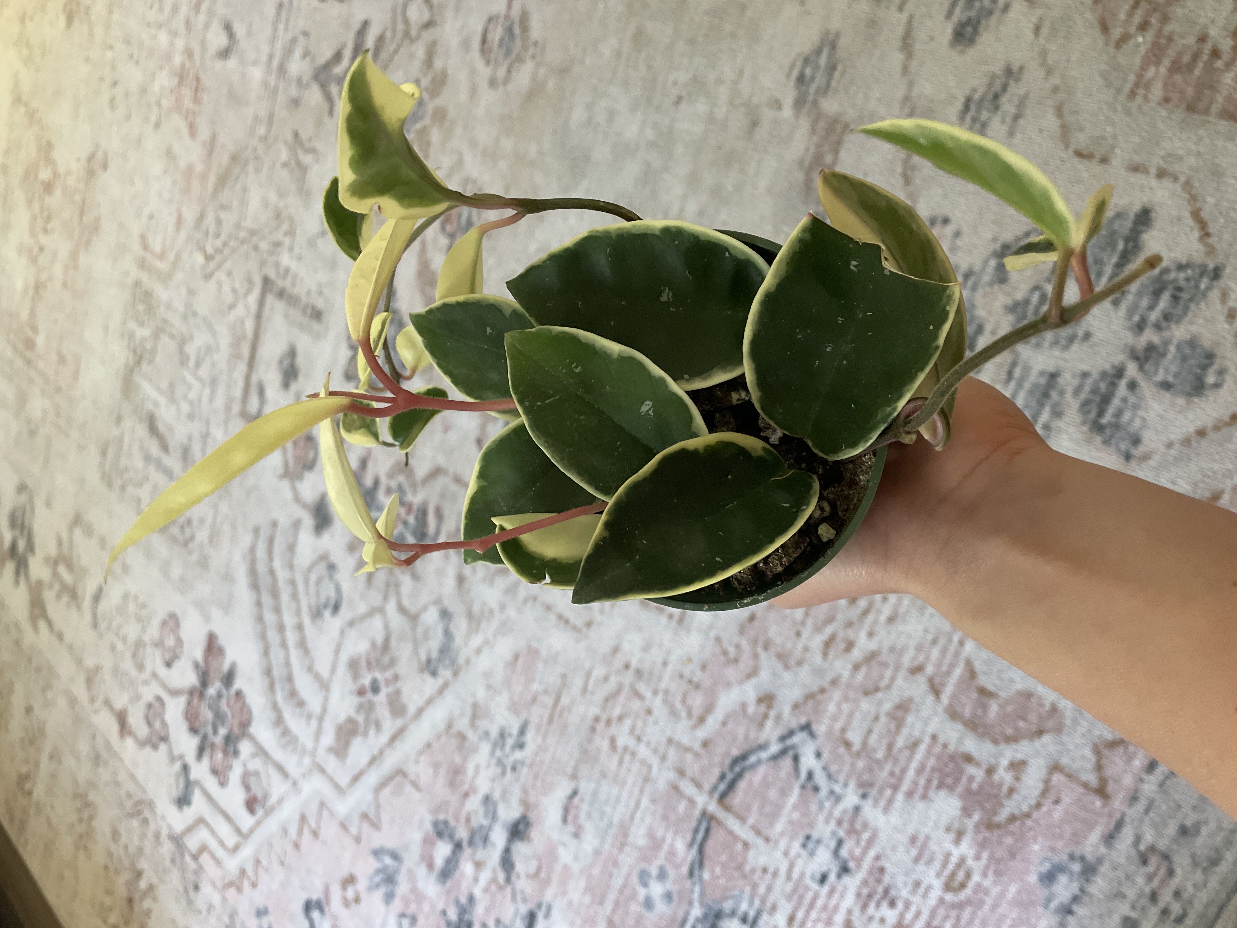 Photo from the post