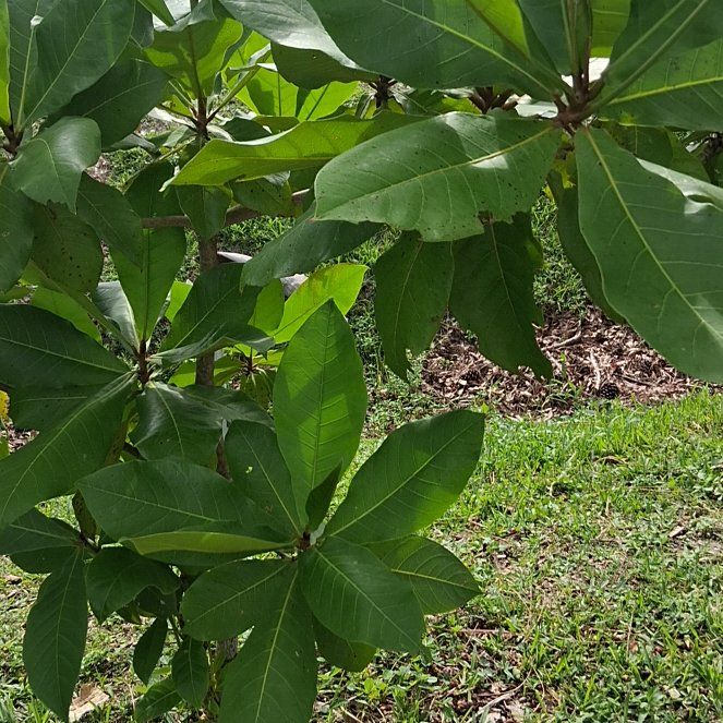 Photo of the plant species Beach Almond by @YeahBaibua3 named Clooney on Greg, the plant care app
