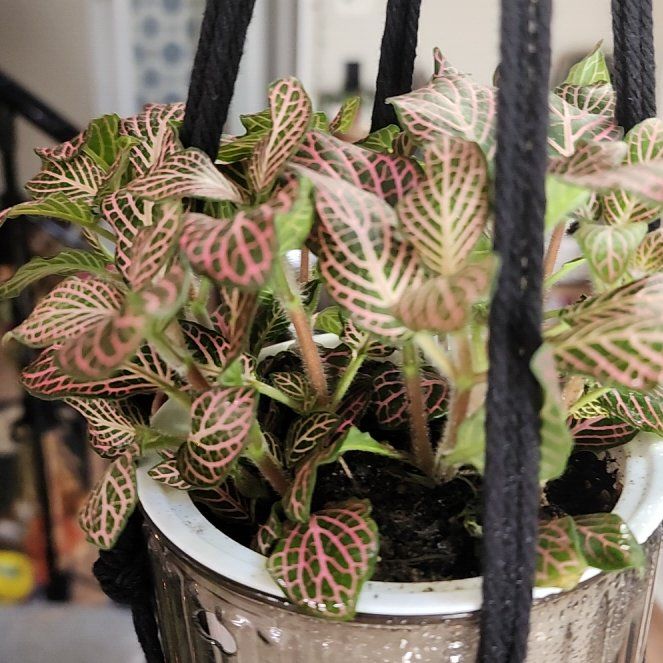 Photo of the plant species Pink Angel Fittonia by @PrudentMingfern named Gates on Greg, the plant care app