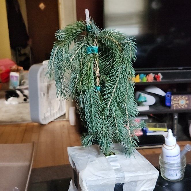 Photo of the plant species Weeping White Pine by @BigPawpaw40 named Bella on Greg, the plant care app