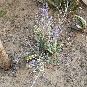 Photo of the plant species Russian Sage 'Crazyblue' by @PerfectDuwei7 named Apollo on Greg, the plant care app