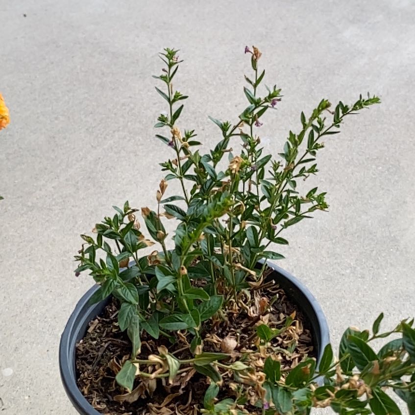 Photo of the plant species Alfalfa by @RegalRibbonwood named Kobe on Greg, the plant care app