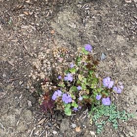 Photo of the plant species Desertbells by @RegalRibbonwood named Einstein on Greg, the plant care app