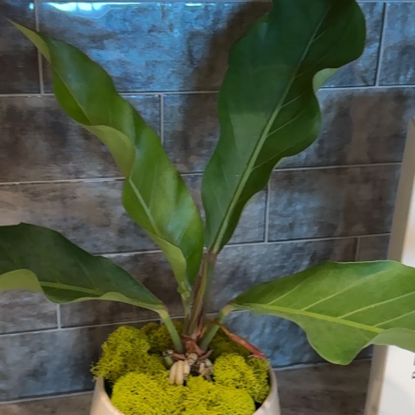 Photo of the plant species Laceleaf by @FerventPersia52 named Bodhi on Greg, the plant care app