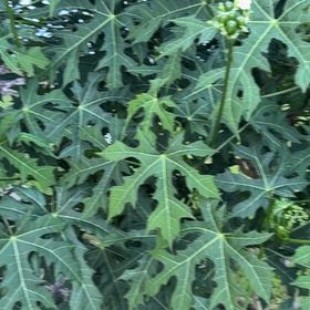 Photo of the plant species Chaya by @FerventPersia52 named Sage on Greg, the plant care app