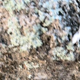 Photo of the plant species White Moss by @FerventPersia52 named Gregarious on Greg, the plant care app