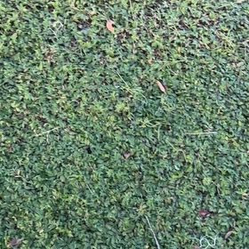 Photo of the plant species Winter Jasmine by @FerventPersia52 named Zion on Greg, the plant care app