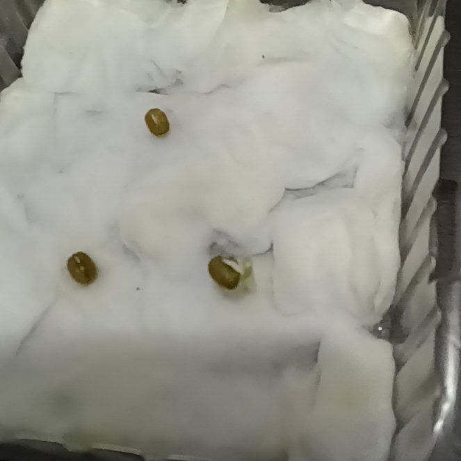 Photo of the plant species Green Beans by @SecureAnchistea named Muhammad Ali on Greg, the plant care app