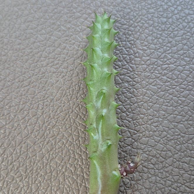 Photo of the plant species Holly-Leaved Naiad by @PromptRedflax2 named Hamilton on Greg, the plant care app