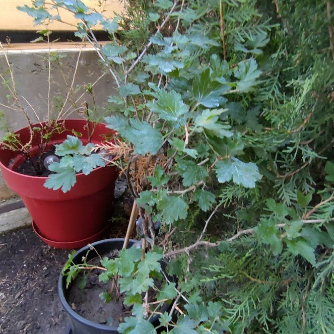 Photo of the plant species Golden Currant by @ChummyCanna84 named Gaga on Greg, the plant care app