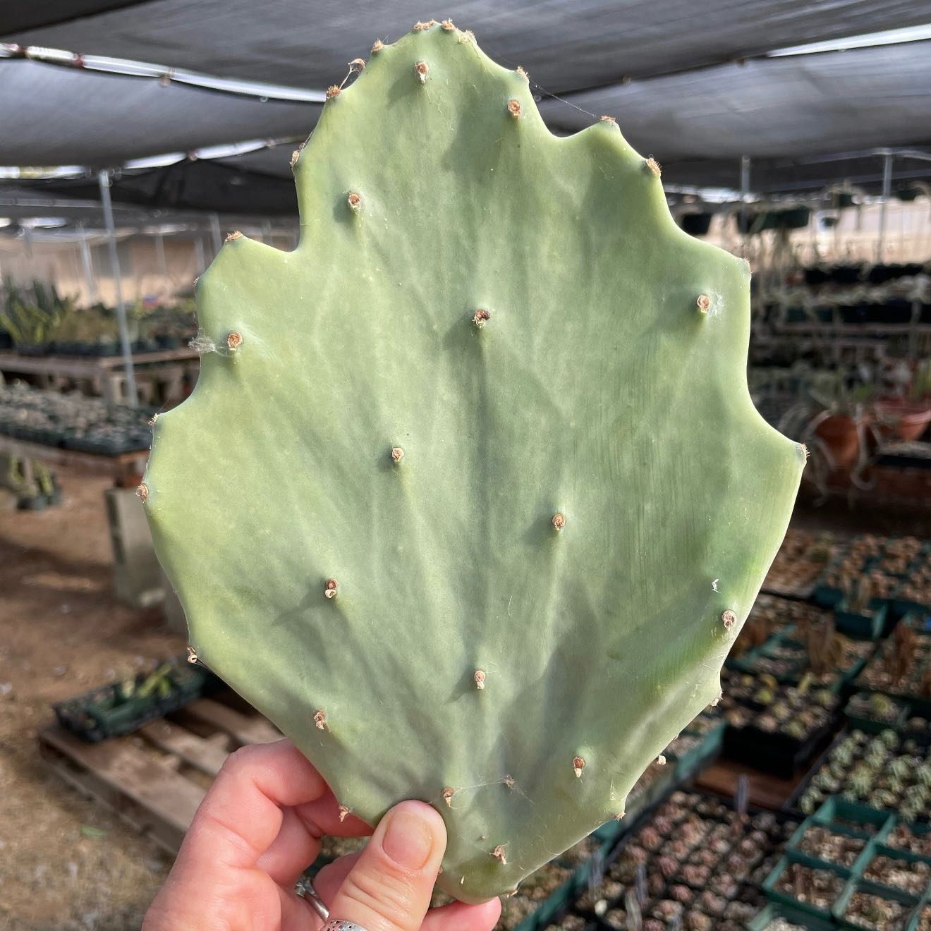 Photo of the plant species Opuntia 'Old Mexico' by @ModelPeanut43 named Leonardo on Greg, the plant care app