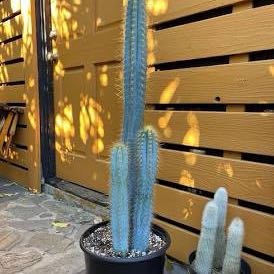 Photo of the plant species Blue Torch Cactus by @ModelPeanut43 named Bella on Greg, the plant care app